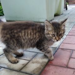 Подробнее об объявлении «Найдена кошка котенок помесь мейнкуна Каневская» Фото: найдена кошка Мейн-кун «Найдена кошка котенок помесь мейнкуна Каневская» в г. Каневская