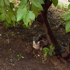 Подробнее об объявлении «Москва Найдена кошка замечена кошка» Фото: найдена кошка  «Москва Найдена кошка замечена кошка» в г. Москва