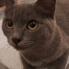 Подробнее об объявлении «Нижний Тагил Найдена кошка 13 июля в районе школы 100 на ггм» Фото: найдена кошка  «Нижний Тагил Найдена кошка 13 июля в районе...» в г. Нижний Тагил