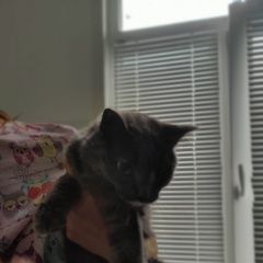 Подробнее об объявлении «Найдена кошка Альметьевск» Фото: найдена кошка  «Найдена кошка Альметьевск» в г. Альметьевск