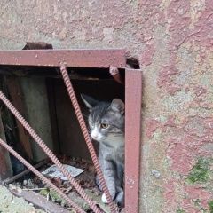 Картинка найдена кошка В городе Истра обнаружена киска. Истра