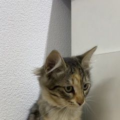 Подробнее об объявлении «Найдена кошка, около цум Москва» Фото: найдена кошка  «Найдена кошка, около цум Москва» в г. Москва