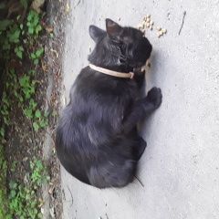 Подробнее об объявлении «Найден кот черный кот в коричневом ошейнике на ул. Москва» Фото: найдена кошка  «Найден кот черный кот в коричневом ошейнике на...» в г. Москва