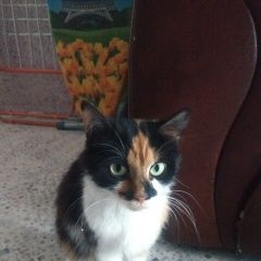 Подробнее об объявлении «Найдена кошка на открытом шоссе, д. 24, корп. 62 Москва» Фото: найдена кошка  «Найдена кошка на открытом шоссе, д. 24, корп....» в г. Москва