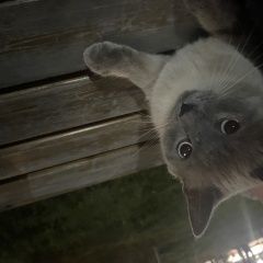 Подробнее об объявлении «Найдена кошка Тамбов» Фото: найдена кошка  «Найдена кошка Тамбов» в г. Тамбов