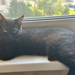 Подробнее об объявлении «Найдена кошка Москва» Фото: найдена кошка  «Найдена кошка Москва» в г. Москва