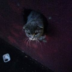 Подробнее об объявлении «Найдена кошка вислоухая кошка Москва» Фото: найдена кошка Скоттиш фолд (шотландская вислоухая) «Найдена кошка вислоухая кошка Москва» в г. Москва