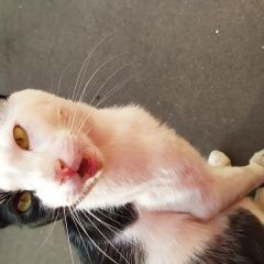 Подробнее об объявлении «Найден кот ласковый котик черно-белый Москва» Фото: найдена кошка  «Найден кот ласковый котик черно-белый Москва» в г. Москва