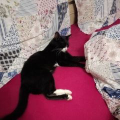 Подробнее об объявлении «Найден котик Москва» Фото: найдена кошка  «Найден котик Москва» в г. Москва