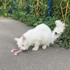 Подробнее об объявлении «Найден кот в мкрн западный на ул. аннико Йошкар-Ола» Фото: найдена кошка Турецкая ангора «Найден кот в мкрн западный на ул. аннико...» в г. Йошкар-Ола