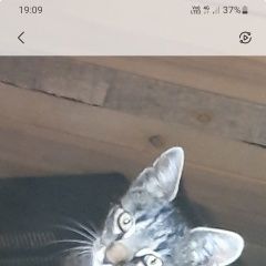 Подробнее об объявлении «Найден кот кто потерял кота Александров» Фото: найдена кошка  «Найден кот кто потерял кота Александров» в г. Александров