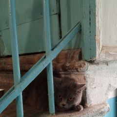 Подробнее об объявлении «Найдена кошка Гатчина» Фото: найдена кошка  «Найдена кошка Гатчина» в г. Гатчина