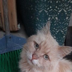 Подробнее об объявлении «Найден кот николай Руза» Фото: найдена кошка  «Найден кот николай Руза» в г. Руза
