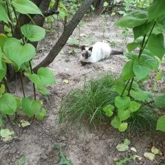 Подробнее об объявлении «Найдена кошка Москва» Фото: найдена кошка Сиамская кошка «Найдена кошка Москва» в г. Москва