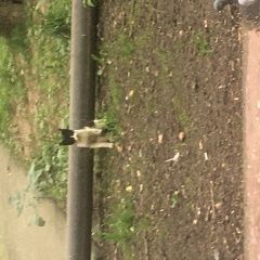 Подробнее об объявлении «Найдена кошка Москва» Фото: найдена кошка  «Найдена кошка Москва» в г. Москва