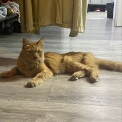 Подробнее об объявлении «Найдена кошка метро китай-город, солянка Москва» Фото: найдена кошка  «Найдена кошка метро китай-город, солянка Москва» в г. Москва