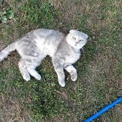 Картинка найдена кошка В городе Анапа обнаружен котофей. Анапа