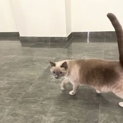 Подробнее об объявлении «Найдена кошка Москва» Фото: найдена кошка  «Найдена кошка Москва» в г. Москва
