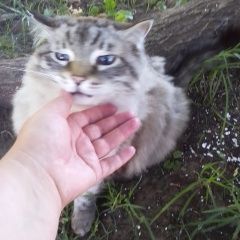 Картинка найдена кошка В городе Ижевск обнаружилась кошка. Ижевск