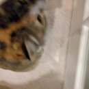 Подробнее об объявлении «Москва Найдена кошка» Фото: найдена кошка  «Москва Найдена кошка» в г. Москва