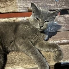 Подробнее об объявлении «Найден кот породы русская голубая Тамбов» Фото: найдена кошка Русская голубая кошка «Найден кот породы русская голубая Тамбов» в г. Тамбов