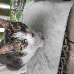 Подробнее об объявлении «Найдена кошка ищет дом Владивосток» Фото: найдена кошка  «Найдена кошка ищет дом Владивосток» в г. Владивосток