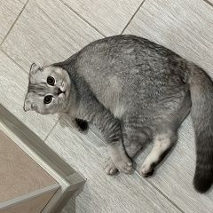 Подробнее об объявлении «Найден кот в супонево 17 августа Звенигород» Фото: найдена кошка Британская короткошерстная кошка «Найден кот в супонево 17 августа Звенигород» в г. Звенигород