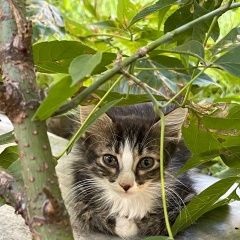 Подробнее об объявлении «Найдена кошка Москва» Фото: найдена кошка  «Найдена кошка Москва» в г. Москва