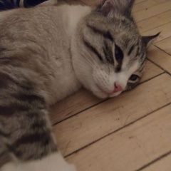 Картинка найдена кошка В городе Раменское найден котенька. Раменское