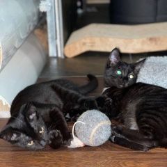 Подробнее об объявлении «Найдена кошка котята с таганки Москва» Фото: найдена кошка  «Найдена кошка котята с таганки Москва» в г. Москва