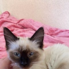 Подробнее об объявлении «Минусинск Найден кот» Фото: найдена кошка Сиамская кошка «Минусинск Найден кот» в г. Минусинск