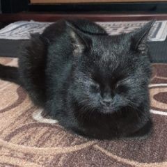 Подробнее об объявлении «Найдена кошка черная, глаза янтарные Реутов» Фото: найдена кошка Бомбейская кошка «Найдена кошка черная, глаза янтарные Реутов» в г. Реутов