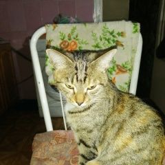 Подробнее об объявлении «Найдена кошка 15 мая 2023 года Владивосток» Фото: найдена кошка  «Найдена кошка 15 мая 2023 года Владивосток» в г. Владивосток