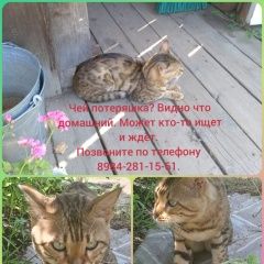 Картинка найдена кошка В городе Хабаровск обнаружился котик. Хабаровск