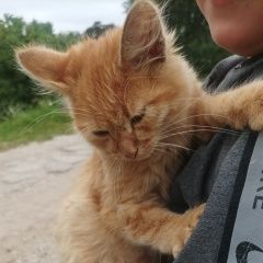 Подробнее об объявлении «Найдена кошка рыжий котенок. Балахна» Фото: найдена кошка  «Найдена кошка рыжий котенок. Балахна» в г. Балахна