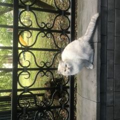 Подробнее об объявлении «Найдена кошка кошечка очень ласковая домашняя Москва» Фото: найдена кошка  «Найдена кошка кошечка очень ласковая домашняя...» в г. Москва