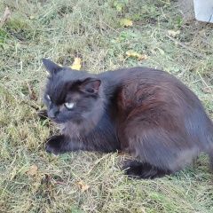 Подробнее об объявлении «Найдена кошка беременна Березовский (Свердловская обл.)» Фото: найдена кошка  «Найдена кошка беременна Березовский...» в г. Березовский (Свердловская обл.)