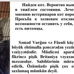 Подробнее об объявлении «Найден кот ищем хозяина. Баку» Фото: найдена кошка  «Найден кот ищем хозяина. Баку» в г. Баку