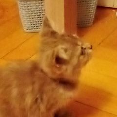 Подробнее об объявлении «Иноземцево Найдена кошка котенок в ошейнике» Фото: найдена кошка  «Иноземцево Найдена кошка котенок в ошейнике» в г. Иноземцево