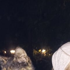 Подробнее об объявлении «Найдена кошка на игнатьевской Звенигород» Фото: найдена кошка  «Найдена кошка на игнатьевской Звенигород» в г. Звенигород