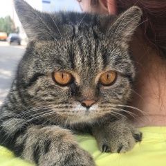 Подробнее об объявлении «Новомосковск Найдена кошка шотландская кошечка» Фото: найдена кошка  «Новомосковск Найдена кошка шотландская кошечка» в г. Новомосковск