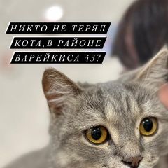 Подробнее об объявлении «Найден кот похож на британца Ульяновск» Фото: найдена кошка  «Найден кот похож на британца Ульяновск» в г. Ульяновск