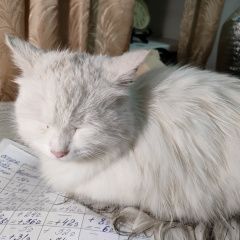 Картинка найдена кошка В городе Тула найден кот. Тула
