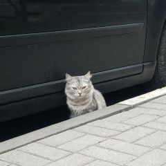 Подробнее об объявлении «Найдена кошка Липецк» Фото: найдена кошка  «Найдена кошка Липецк» в г. Липецк