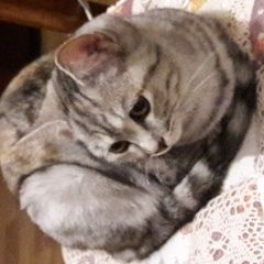 Подробнее об объявлении «Найдена кошка Владимир» Фото: найдена кошка  «Найдена кошка Владимир» в г. Владимир