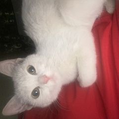 Подробнее об объявлении «Найдена кошка кошечка Ставрополь» Фото: найдена кошка  «Найдена кошка кошечка Ставрополь» в г. Ставрополь