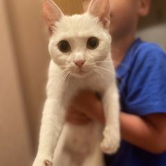 Подробнее об объявлении «Найдена кошка кошечка Ставрополь» Фото: найдена кошка  «Найдена кошка кошечка Ставрополь» в г. Ставрополь