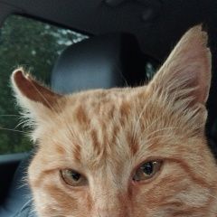 Подробнее об объявлении «Выборг Найден кот нашел кота» Фото: найдена кошка  «Выборг Найден кот нашел кота» в г. Выборг