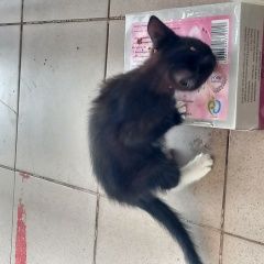 Подробнее об объявлении «Найден котик. чёрненький с белыми носочками Мелеуз» Фото: найдена кошка  «Найден котик. чёрненький с белыми носочками Мелеуз» в г. Мелеуз