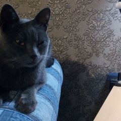 Картинка найдена кошка В городе Севастополь обнаружен котишка. Севастополь